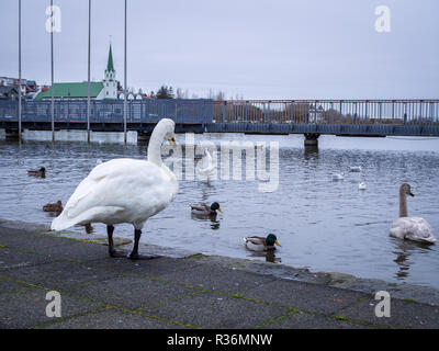 Cygnes, canards et autres oiseaux en Tjornin Lake dans le centre de Reykjavík, la capitale de l'Islande. Banque D'Images