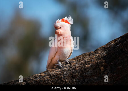 Un cacatoès Rose rare (le major Mitchell Cockatoo) assis dans un désert de chêne. Banque D'Images