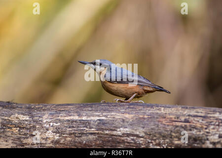 Blanche Sitta europaea dans profil perching on a wooden log et montrant son projet de loi long et mince et plumage coloré Banque D'Images