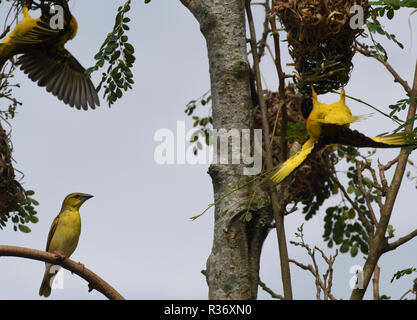 Une femme de village tisserand (Ploceus cucullatus) également appelé apparence de tisserand à dos en points ou à tête noire on tandis que les hommes affichent par leur inew Banque D'Images