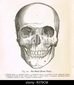 Crâne humain, vue de face. Une illustration du xixe siècle Banque D'Images