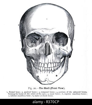 Crâne humain, vue de face. Une illustration du xixe siècle Banque D'Images