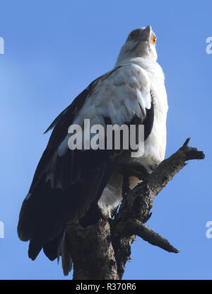 Palmiste africain ou vulturine (Gypohierax angolensis fish eagle). Le Parc national Queen Elizabeth, en Ouganda. Banque D'Images