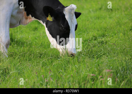 Le pâturage des vaches frisonnes sur l'herbe verte, comté de Kerry, Irlande Banque D'Images