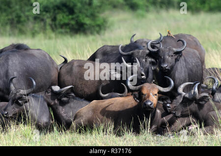 Un groupe de jeunes femmes et de buffles africains ou buffle (Syncerus caffer) relaxant. Le Parc national Queen Elizabeth, en Ouganda. Banque D'Images