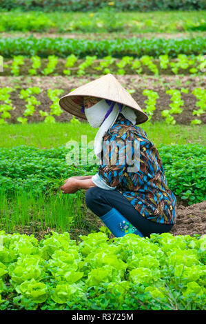 Vietnamienne planter les semis parmi d'autres cultures dans sa campagne market garden dans la région côtière du nord du Vietnam, Asie du sud-est Banque D'Images