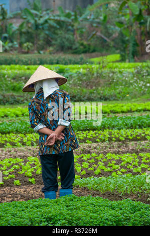 Vietnamienne l'inspection de ses cultures de laitue et autres légumes dans son jardin marché de campagne dans la région côtière du nord du Vietnam Banque D'Images