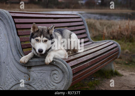 Un chien de race Husky gris avec des couleurs d'yeux réside et est triste sur le banc. Banque D'Images