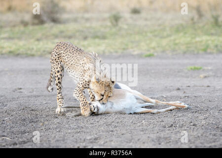 Le Guépard (Acinonyx jubatus) cub pratiquer tuant grip sur une juste tué Thomson (Gazella thomsoni), zone de conservation de Ngorongoro, en Tanzanie. Banque D'Images