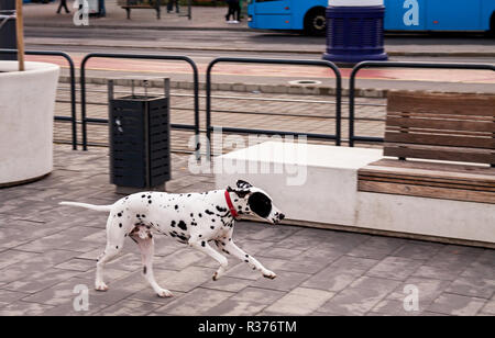 Chien dalmatien exécuté sur la rue seul, sans propriétaire. Banque D'Images