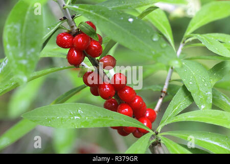 Fruits de Daphne mezereum, communément connu sous le nom de février, Daphne mezereon, mezereum, lauréole ou olive euphorbe Banque D'Images