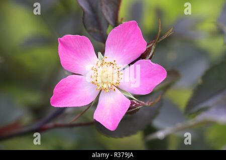 Wild Rose, Rosa glauca, appelée la rose à feuilles rouge ou rose originaire Banque D'Images