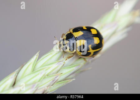 14-spotted coccinelle, Propylea quatuordecimpunctata Banque D'Images