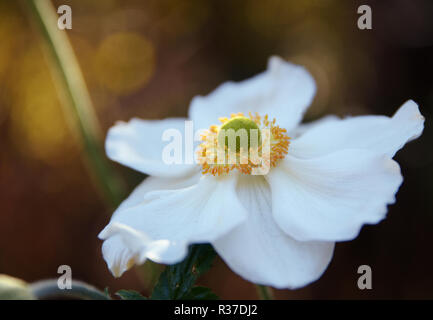 Fleur blanche d'une Anémone Anémone hupehensis (japonais) sur un fond sombre avec copie espace, Close up, choisis focus, réduire la profondeur de champ Banque D'Images