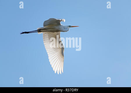 Grande aigrette (Ardea alba), un grand héron blanc oiseau en vol contre le ciel bleu clair, copy space Banque D'Images