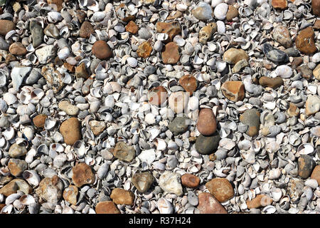 Coquillages et cailloux sur une plage de galets Banque D'Images