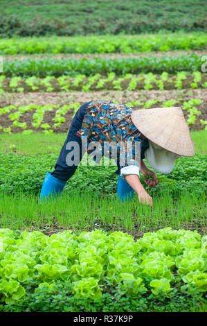 Vietnamienne planter les semis parmi d'autres cultures dans sa campagne market garden dans la région côtière du nord du Vietnam Banque D'Images