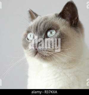 British shorthair Colourpoint lilac adultes cat Banque D'Images