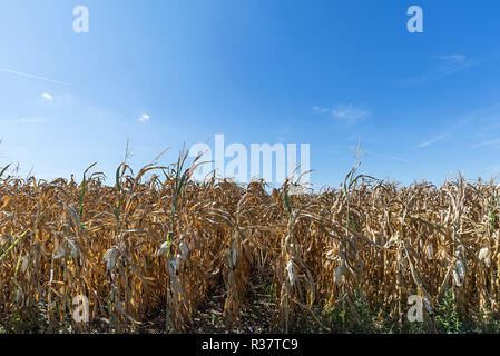 Champ de maïs séché (Zea mays), ciel bleu, Bade-Wurtemberg, Allemagne Banque D'Images