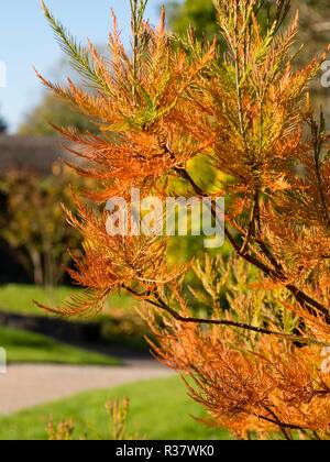 La couleur en automne dans l'aiguille comme des feuilles de la Chinese swamp cypress, Glyptostrobus in pensilis Banque D'Images