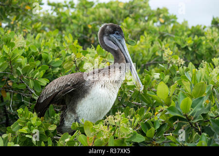 Pélican brun Galápagos (Pelicanus occidentalis urinator) assis dans l'arbre, l'île de Santa Cruz, Galapagos, Equateur Banque D'Images