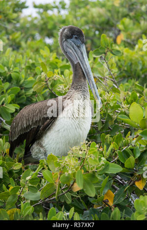 Pélican brun Galápagos (Pelicanus occidentalis urinator) assis dans l'arbre, l'île de Santa Cruz, Galapagos, Equateur Banque D'Images