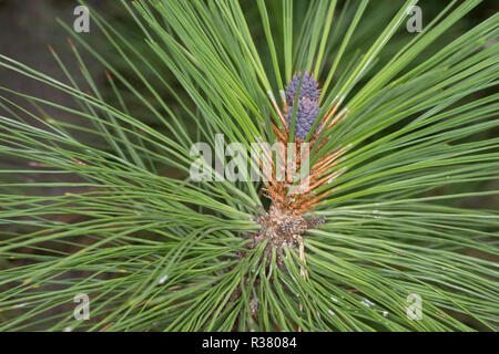 Gelb-Kiefer Gold-Kiefer Gelbkiefer,,, Goldkiefer Ponderosa-Kiefer,, Pinus ponderosa, le pin ponderosa, le pin, pin jack Bull, de l'ouest pin jaune, L Banque D'Images