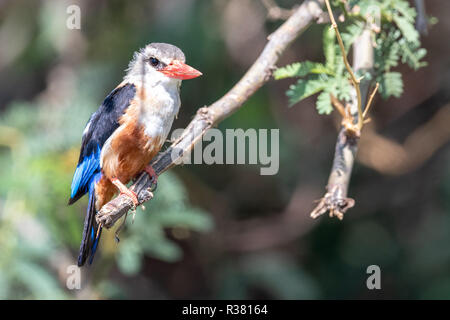 Martin-pêcheur à tête grise (Halcyon leucocephata) au Kenya, l'Afrique Banque D'Images