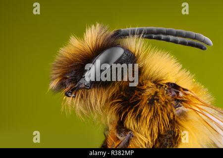 Extrêmement forte et l'étude détaillée d'une tête d'Abeille prise avec un objectif macro empilées de plusieurs images en une seule photo très nette. Banque D'Images