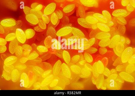 Extrêmement forte et l'étude détaillée de pollen à très fort agrandissement prise avec un microscope. Banque D'Images