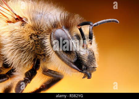 Extrêmement forte et l'étude détaillée d'une tête d'Abeille prise avec un objectif macro empilées de plusieurs images en une seule photo très nette. Banque D'Images