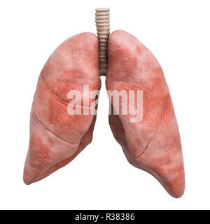 Les poumons humains réalistes, rendu 3D isolé sur fond blanc Banque D'Images