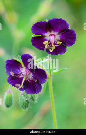 Close up de grues sombre loi (geranium phaeum) fleurs en fleurs Banque D'Images