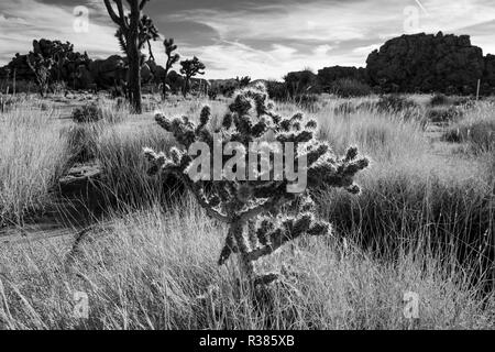 Noir & blanc, la société Cactus Banque D'Images