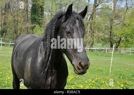 frison Banque D'Images