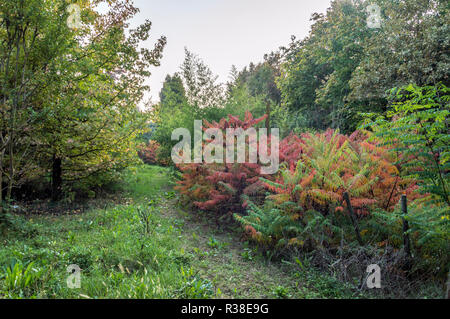 Rhus typhina, plante ornementale à feuilles rouges Banque D'Images