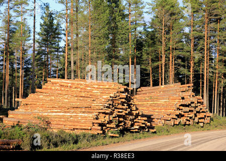 Forêt de pins en Finlande avec deux piles de bois de sciage de pâte de pin abattu sur le côté du chemin de terre. Banque D'Images