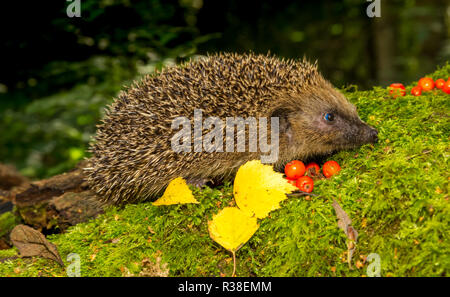 Hérisson (Erinaceus europaeus) Wild, native hedgehog dans l'habitat bois naturel sur mousse verte. Face à la droite. Arrière-plan flou. Paysage Banque D'Images