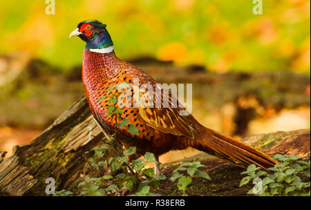 Le faisan, homme, Fuligules Ã collier ou faisan commun (Phasianus colchicus) dans l'habitat naturel,de vert et orange, fond de paysage d'automne coloré. Banque D'Images