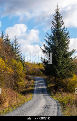 Vues le long de la route dans l'Raiders Galloway Forest Park durant la saison d'automne. Banque D'Images