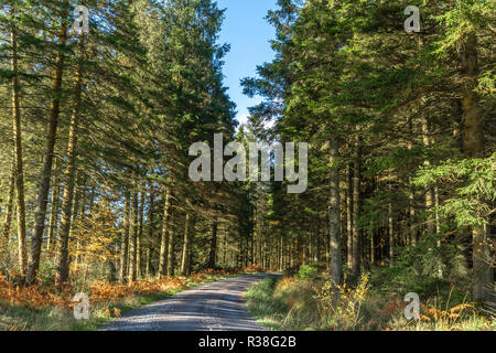 Vues le long de la route dans l'Raiders Galloway Forest Park durant la saison d'automne. Banque D'Images