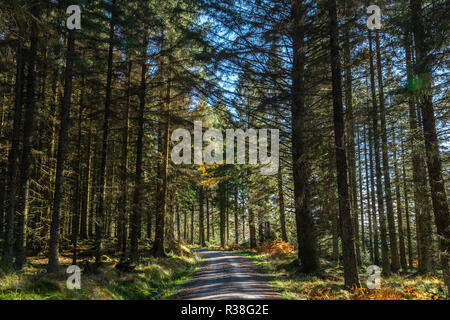 Vues le long de la route dans l'Raiders Galloway Forest Park durant la saison d'automne. Banque D'Images