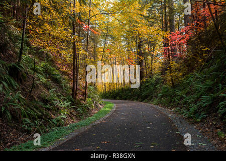 Piste cyclable et sentier dans les bois aux beaux jours d'automne Banque D'Images