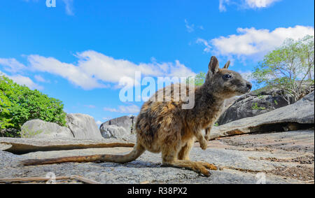 Mareeba disparition Wallabies sans fioritures (Petrogale inornata Mareeba, race), le Granite Gorge Nature Park, Atherton, Far North Queensland, FN Banque D'Images