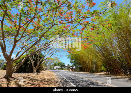 Royal Poinciana (Delonix regia) et bambous, Yungaburra, Atherton, Queensland, Queensland, Australie Banque D'Images