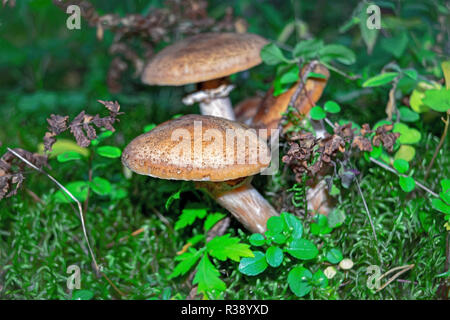 L'Armillaria mellea, communément connu sous le nom de champignon, le miel est un champignon basidiomycète du genre Armillaria. Banque D'Images