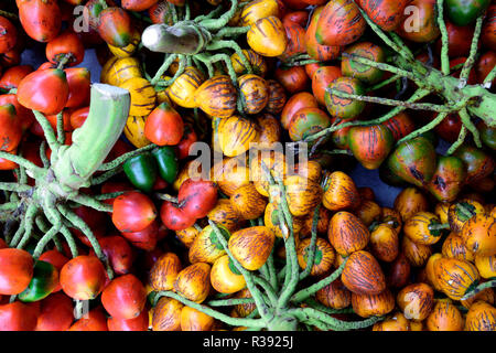 Fruit frais de palmier à pêche colombien cru tropical, ou chontaduro du palmier Bactris Gasipaes en Colombie Banque D'Images