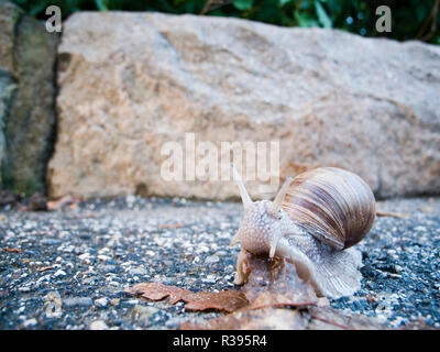 Situé près de la surface libre d'un seul escargot sur l'asphalte devant rock ramper vers la caméra avec palpeurs étendues Banque D'Images