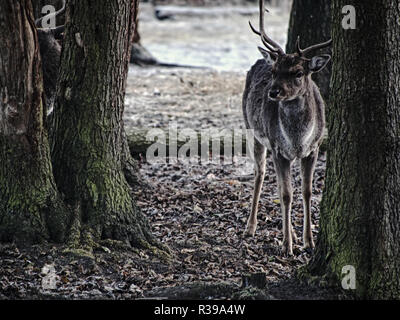 Daims repéré en pièce jointe recherche l'automne les feuilles tombent et cherche la tombée de glands. Le froid matin d'automne. Banque D'Images