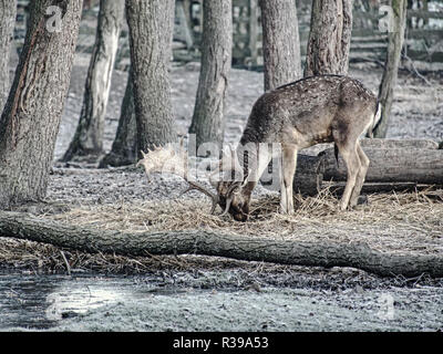 Daims repéré en pièce jointe recherche l'automne les feuilles tombent et cherche la tombée de glands. Le froid matin d'automne. Banque D'Images